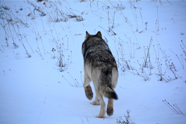 Photo of Canis lupus by <a href="http://www.adventurevalley.com/larry">Larry Halverson</a>